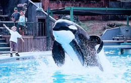 Free Willy