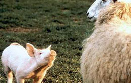 Ein Schweinchen namens Babe
