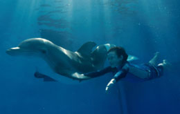Mein Freund, der Delfin