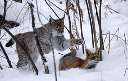 Der Fuchs und das Mädchen