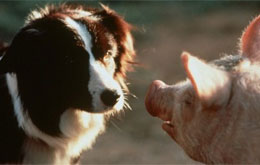 Ein Schweinchen namens Babe