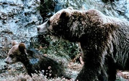 Der Bär