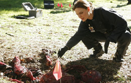 Bones (TV-Serie) - Staffel 4