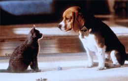 Cats & Dogs - Wie Hund und Katz