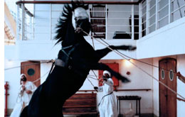 Der schwarze Hengst