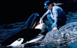 Free Willy 2 - Freiheit in Gefahr