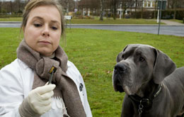 Tatort - Krumme Hunde (TV)