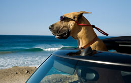 Marmaduke