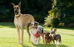 Marmaduke