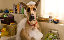 Marmaduke