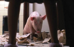 Magere Zeiten - Der Film mit dem Schwein