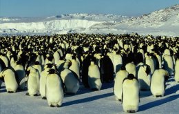 Die Reise der Pinguine