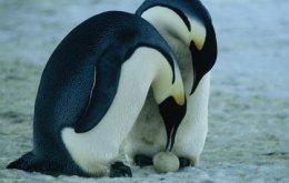 Die Reise der Pinguine