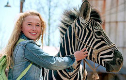 Im Rennstall ist das Zebra los